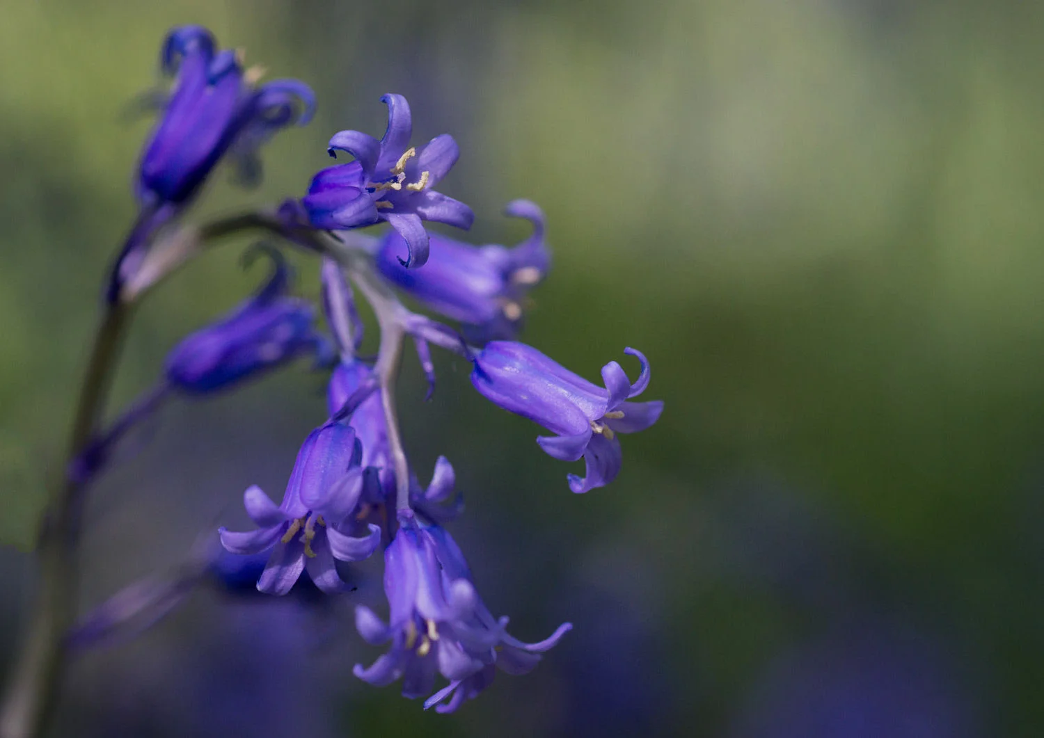 bluebell fanfare