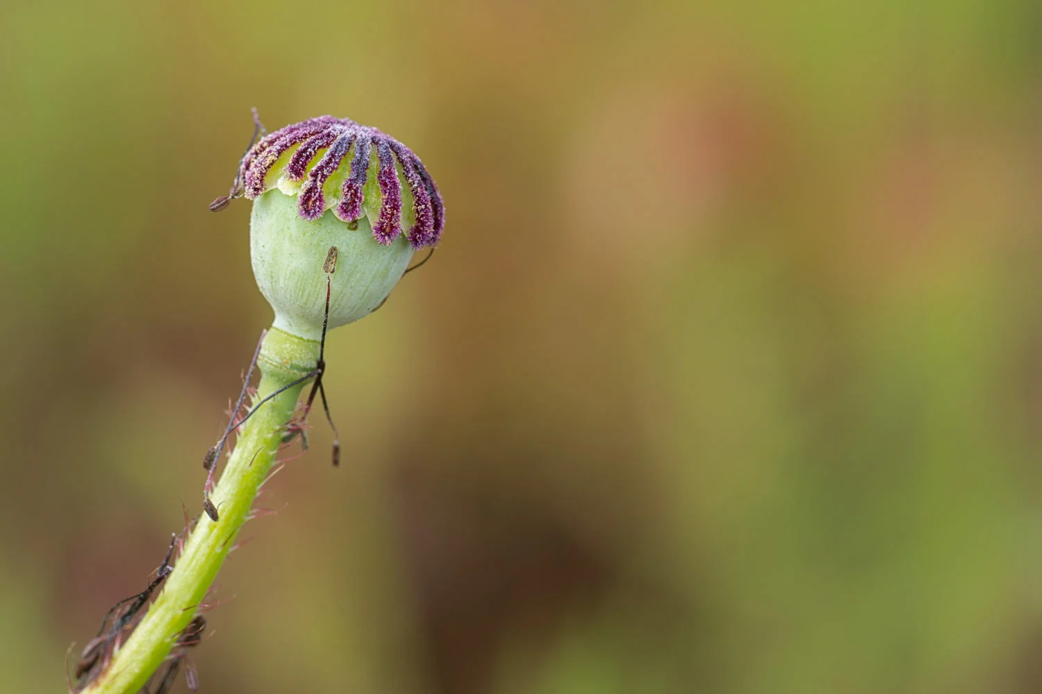 Poppy Seed Head-Decay