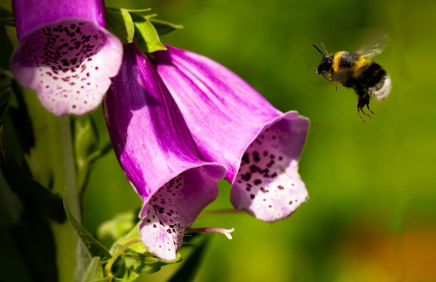 Bumble Bee - Incoming