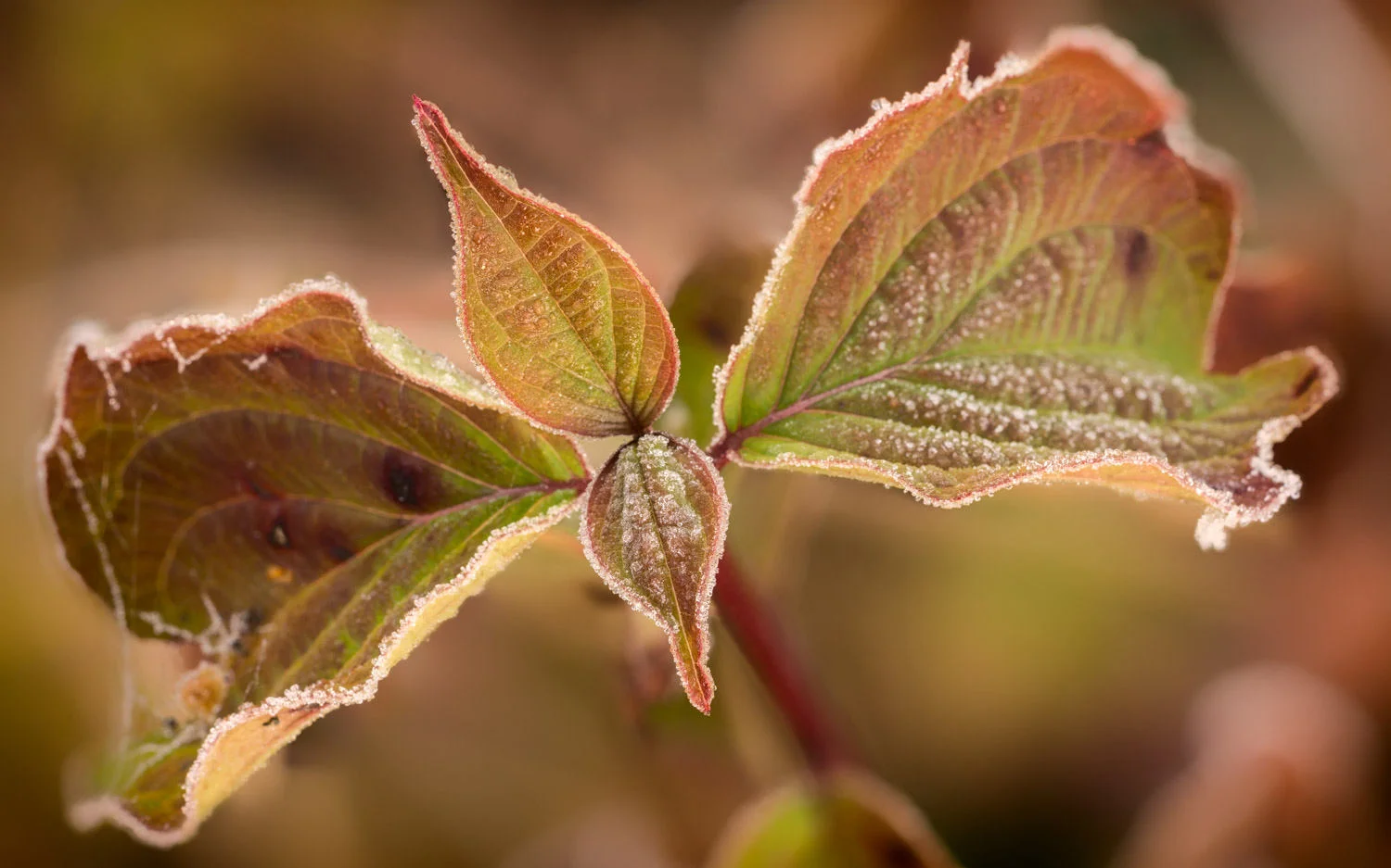 butterfly frost