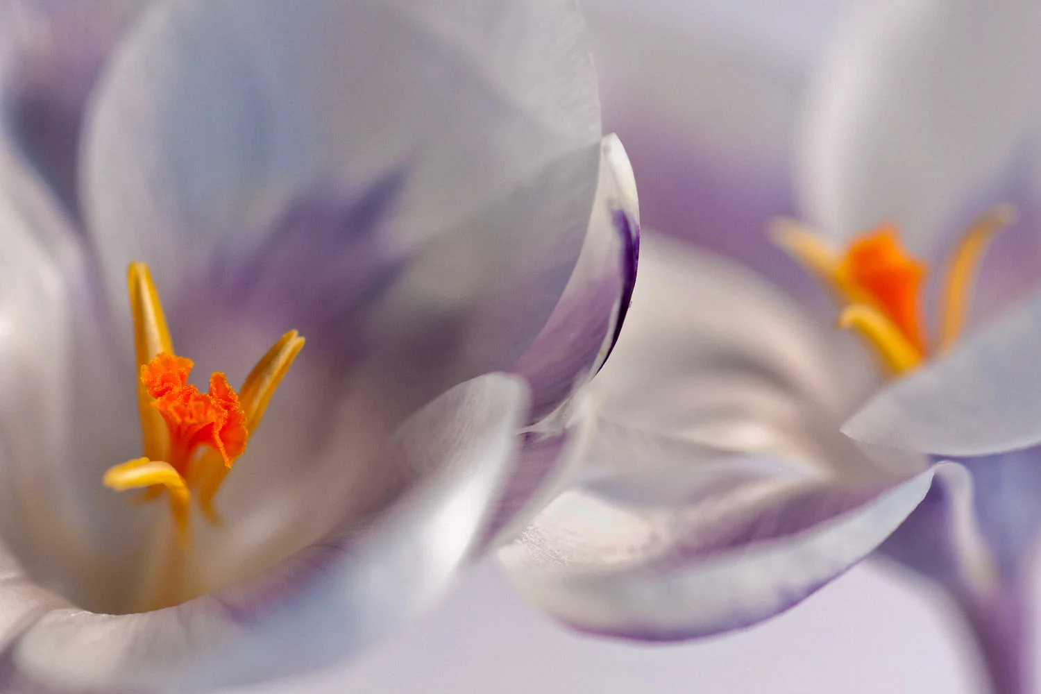 crocuses