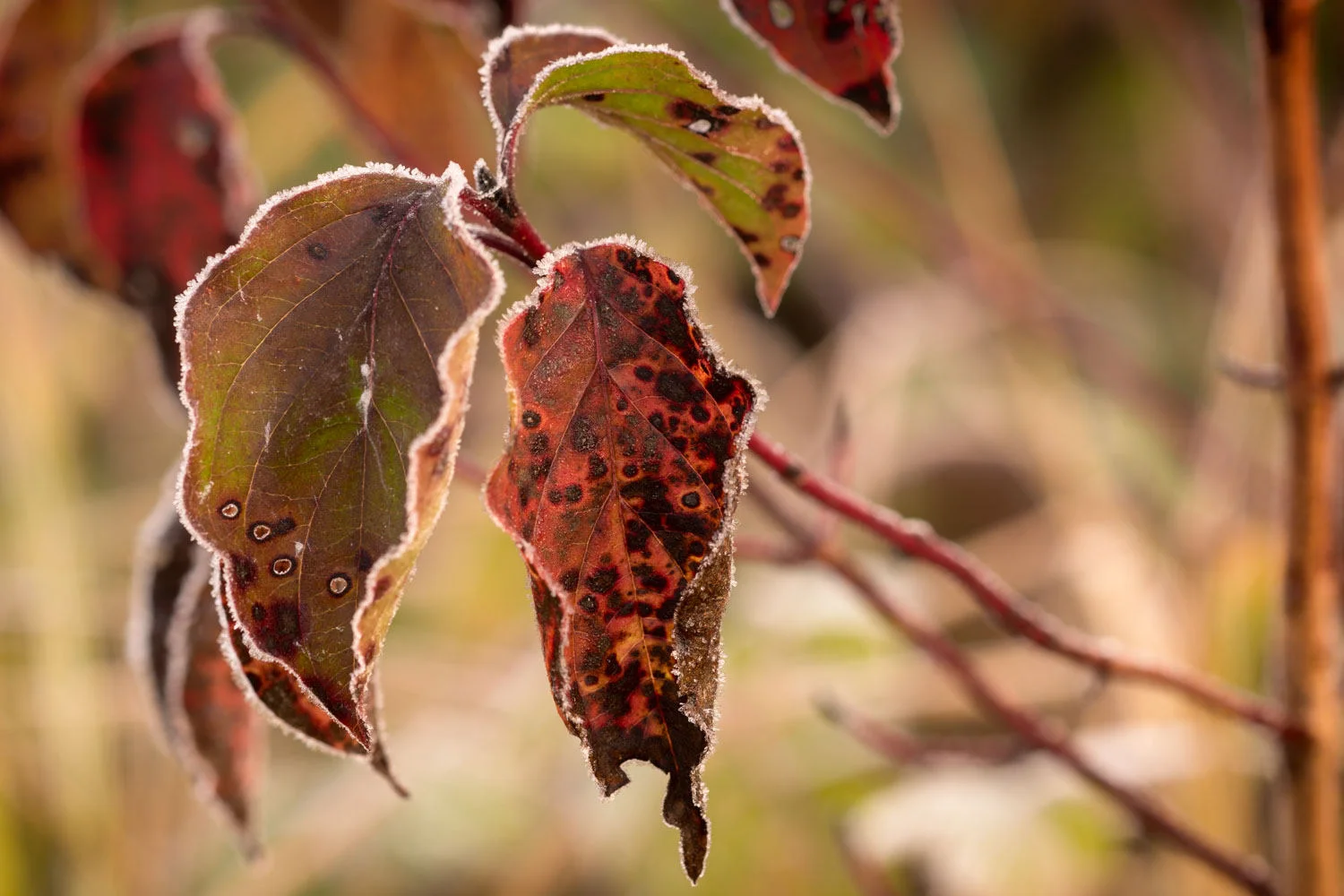 first autumn frost