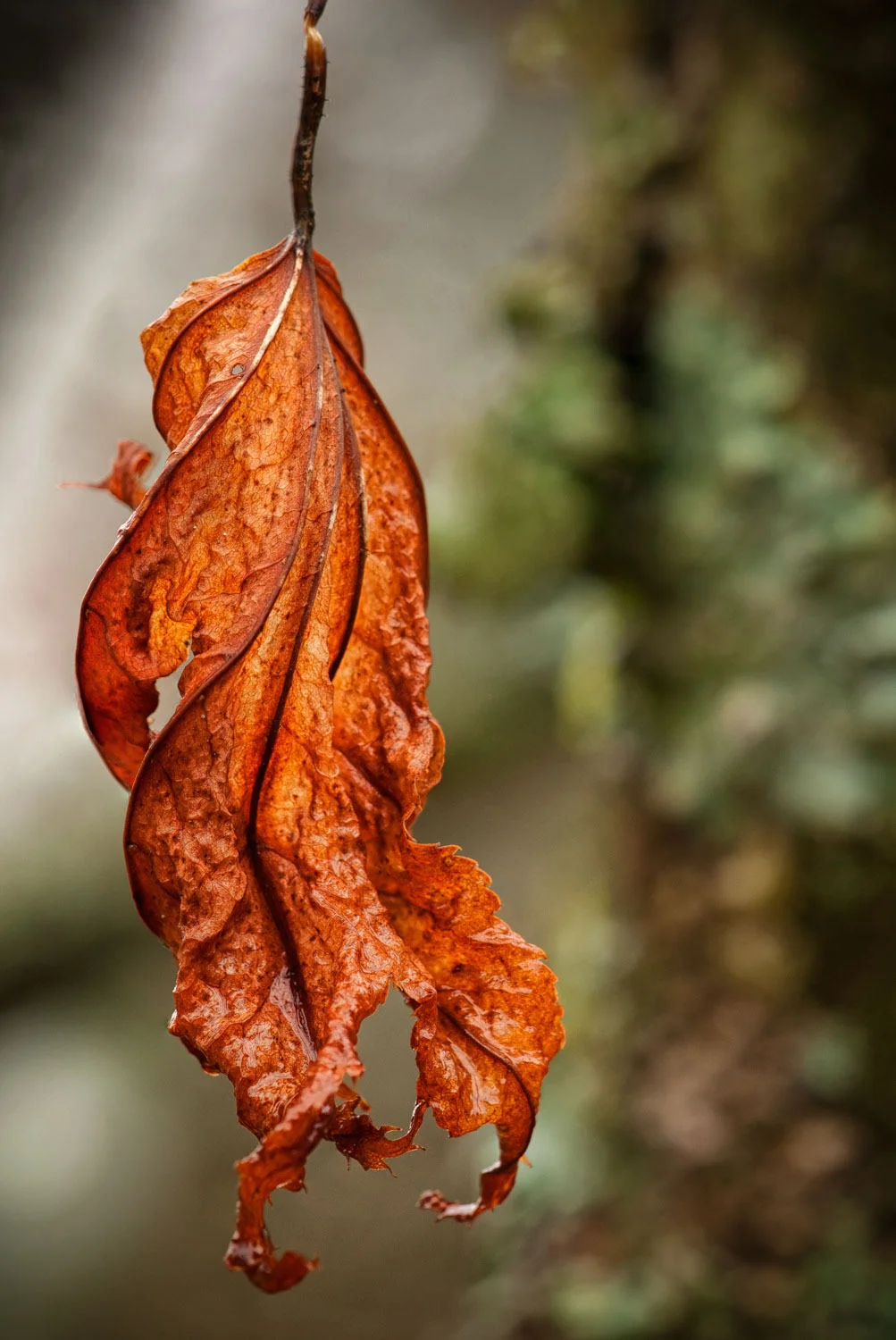 hanging on