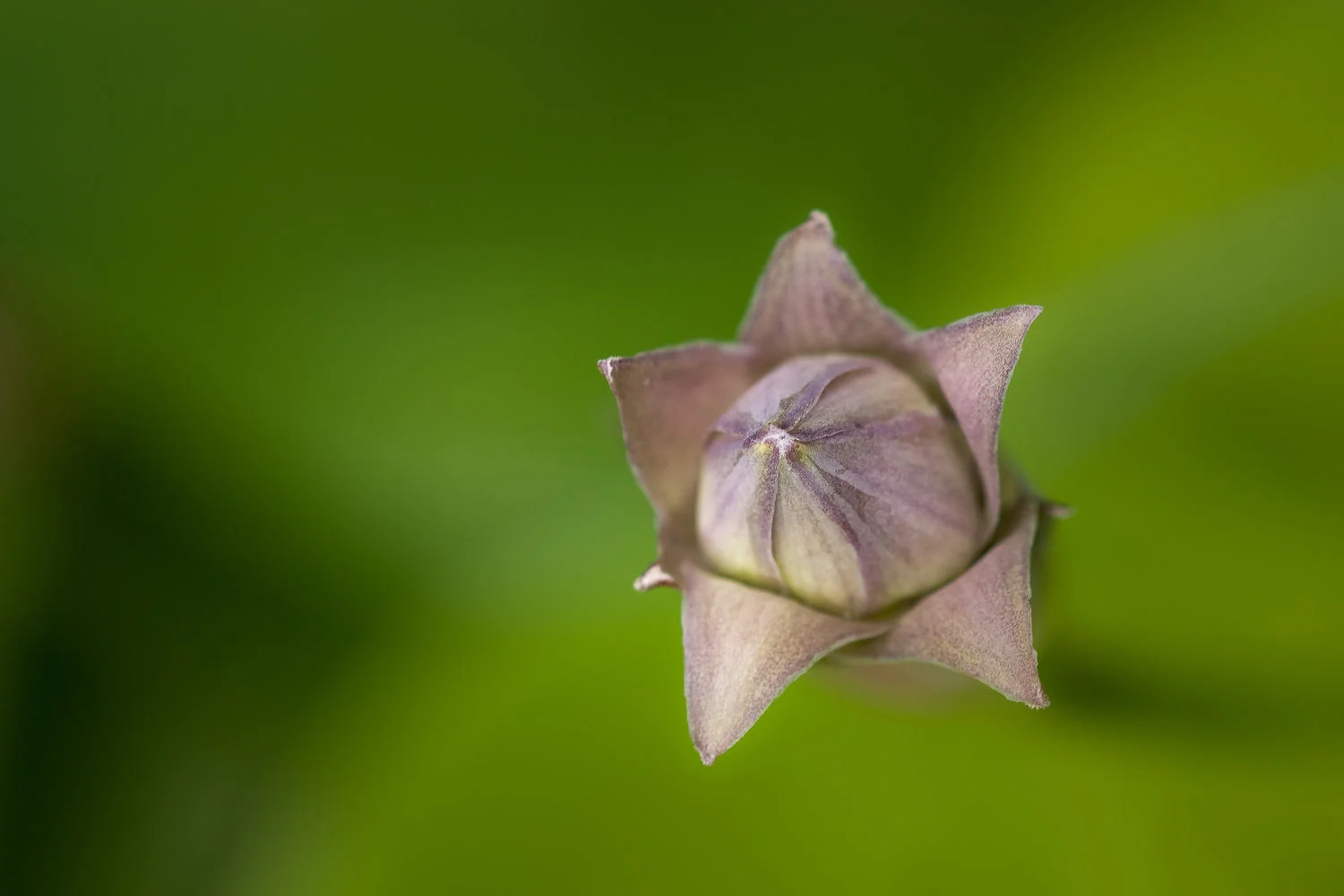 hosta