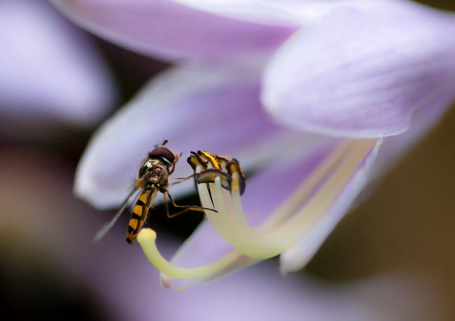 hoverfly