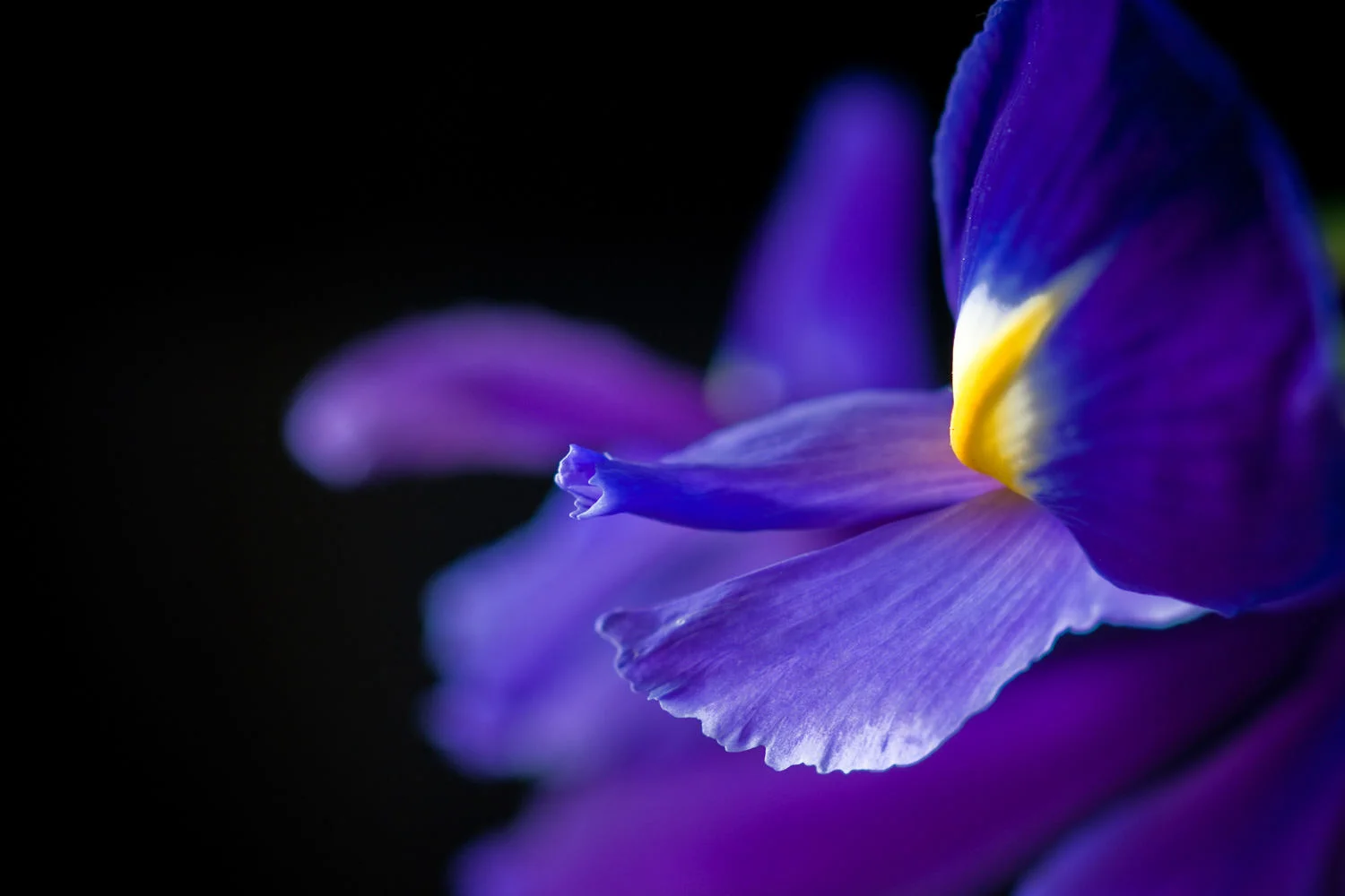 iris