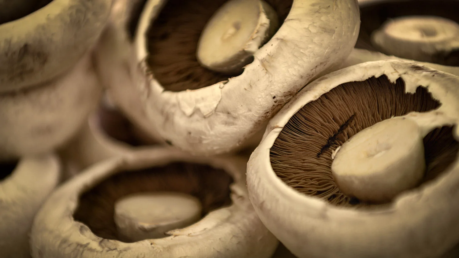 mushroom