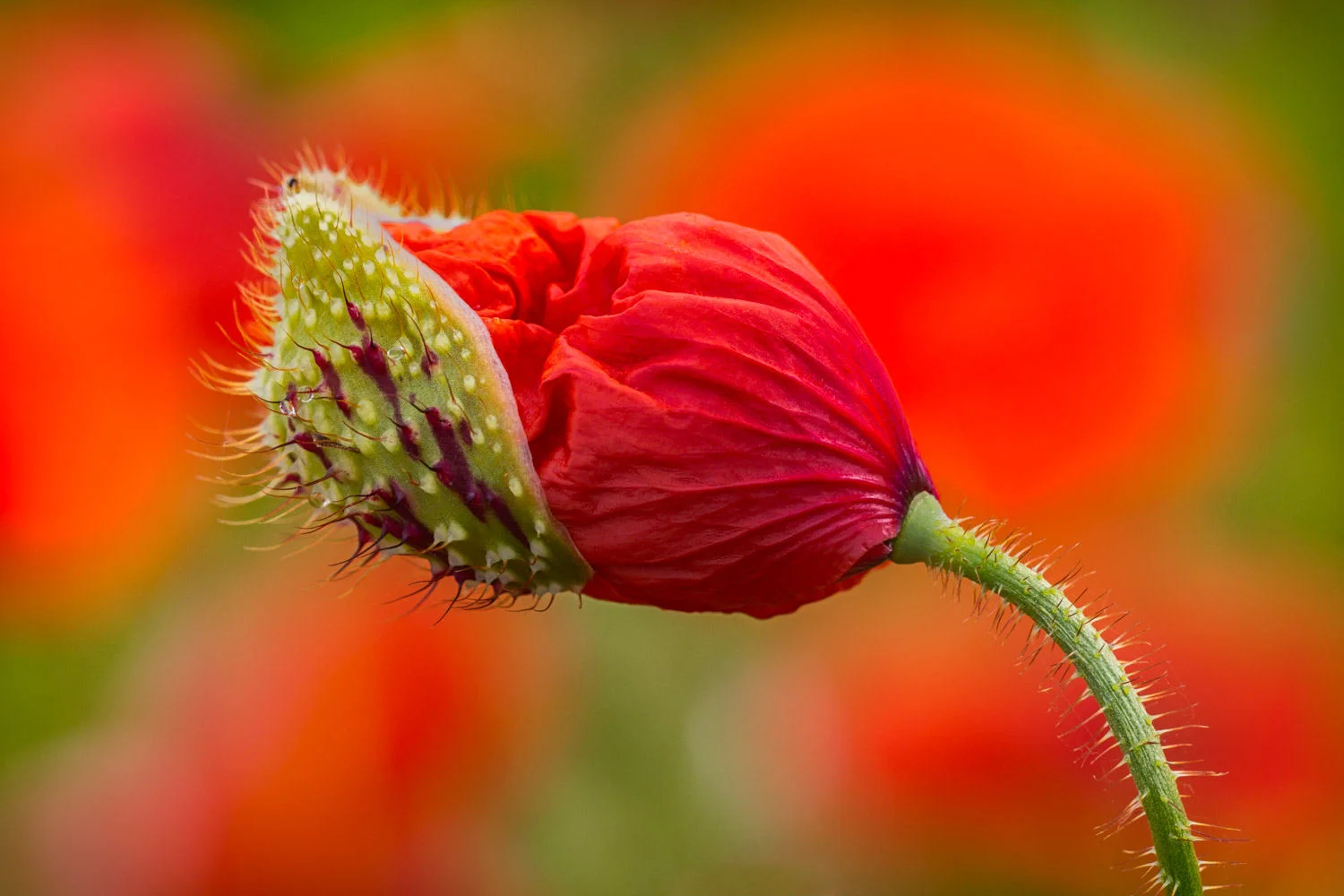poppy bud