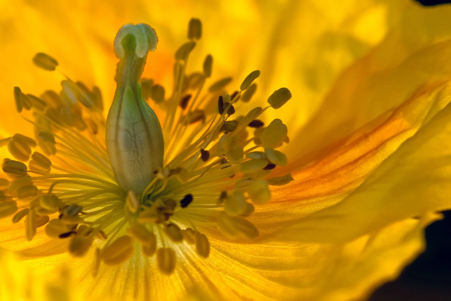 poppy burst
