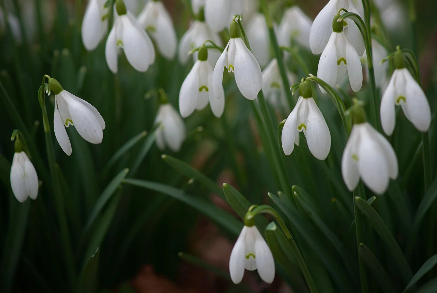 snowdrops
