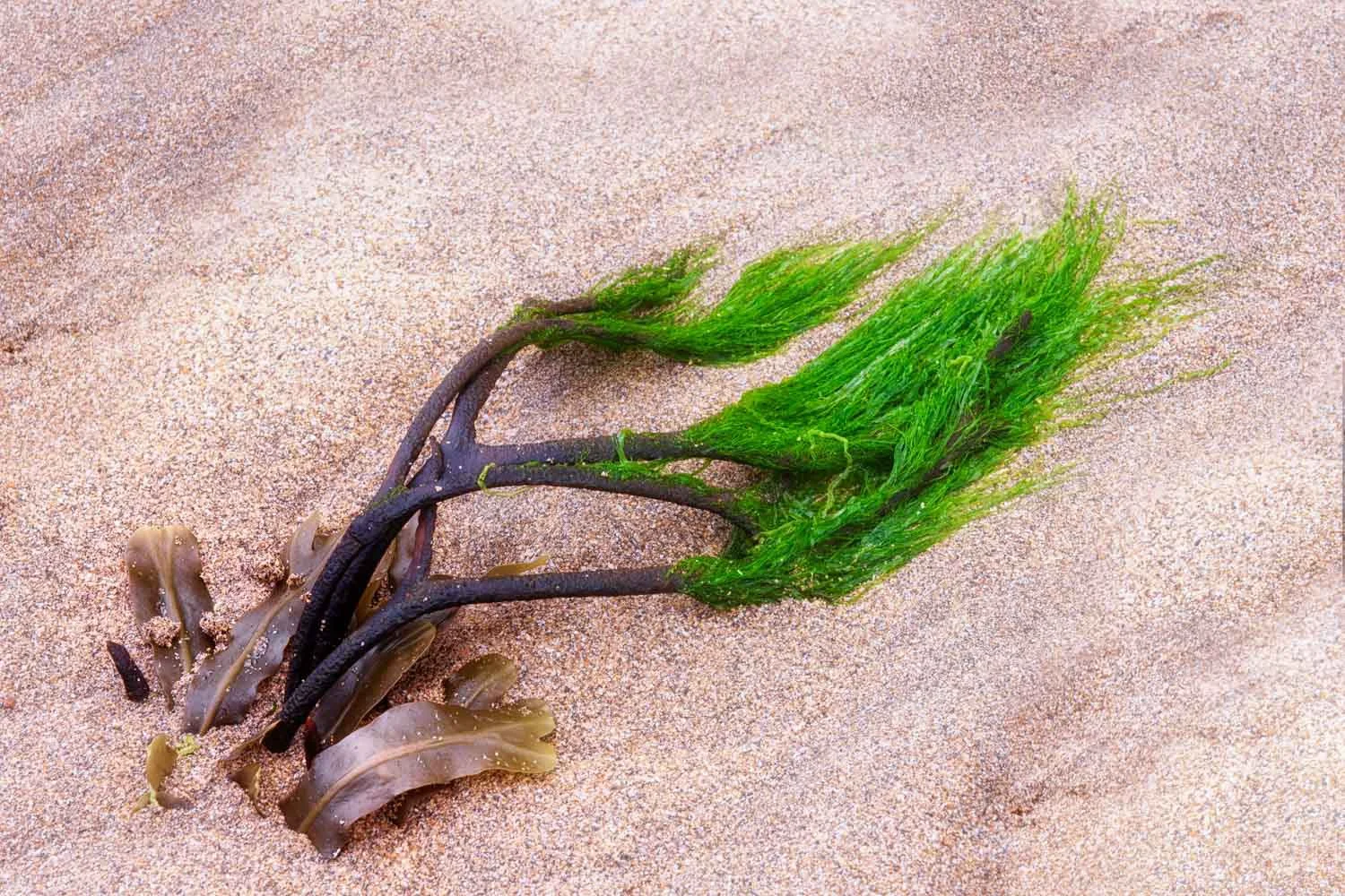 spiral wrack