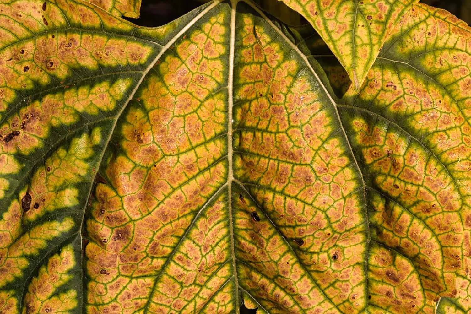 sunflower lungs