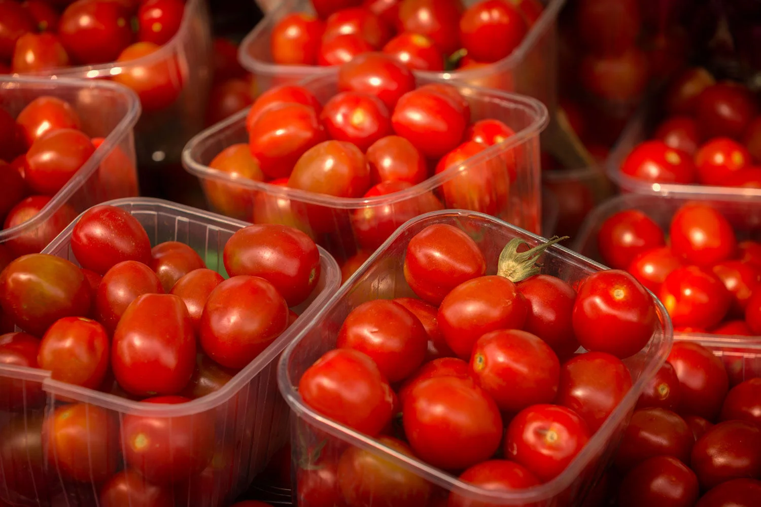 tomatoes