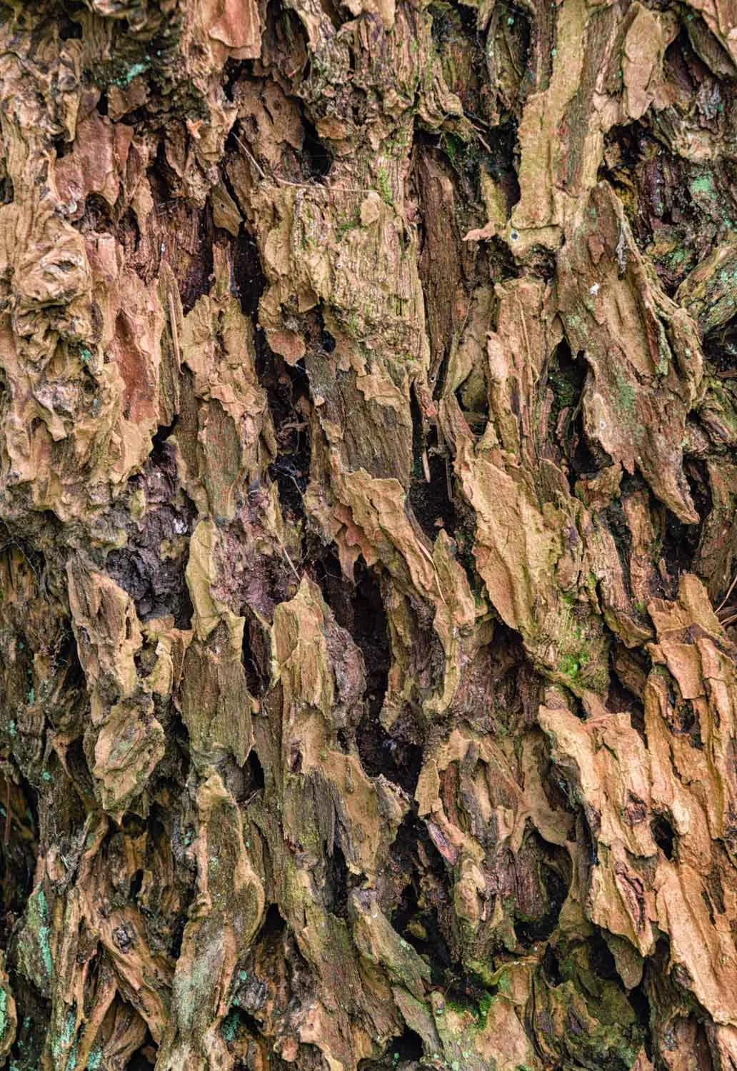 tree bark II