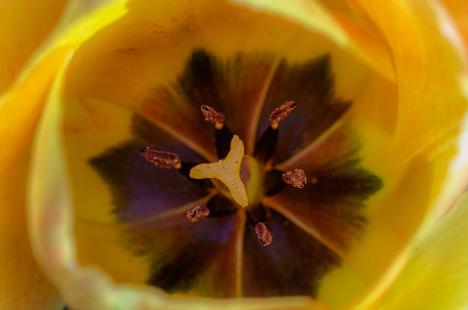 tulip core