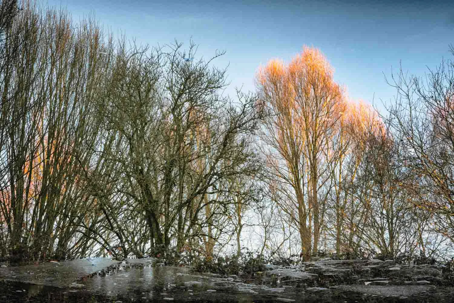 ice trees