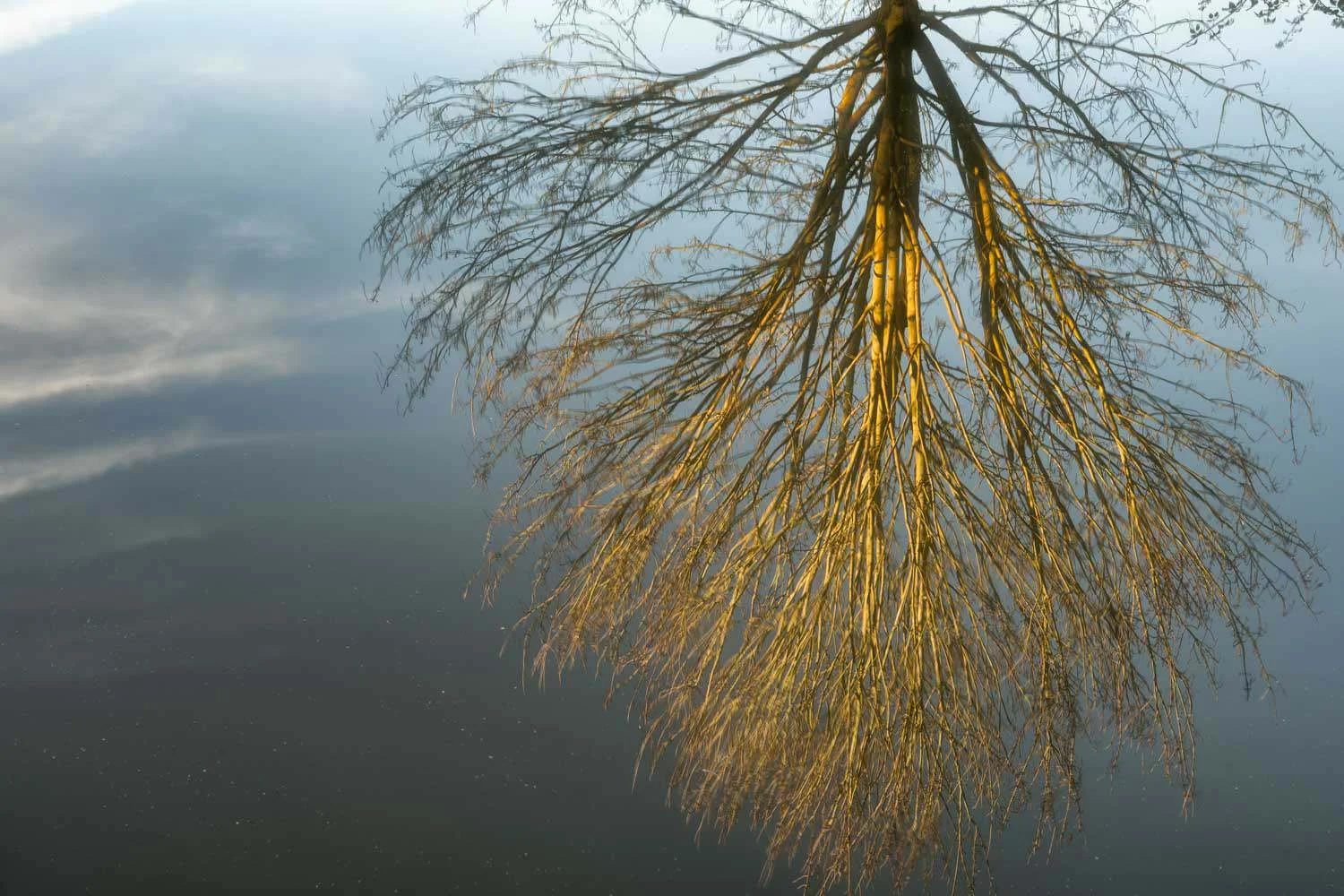 golden reflection