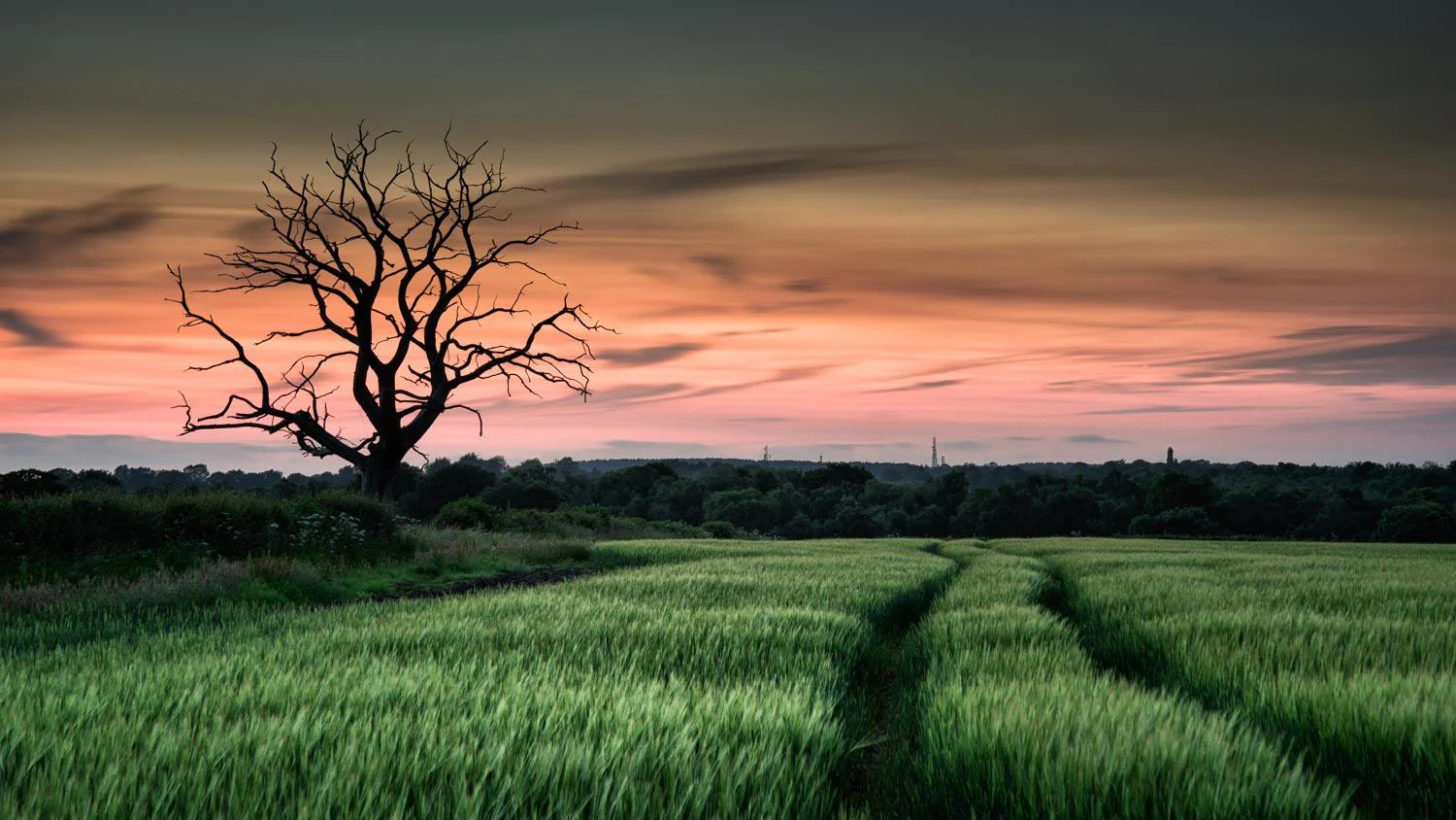 Barley field at night