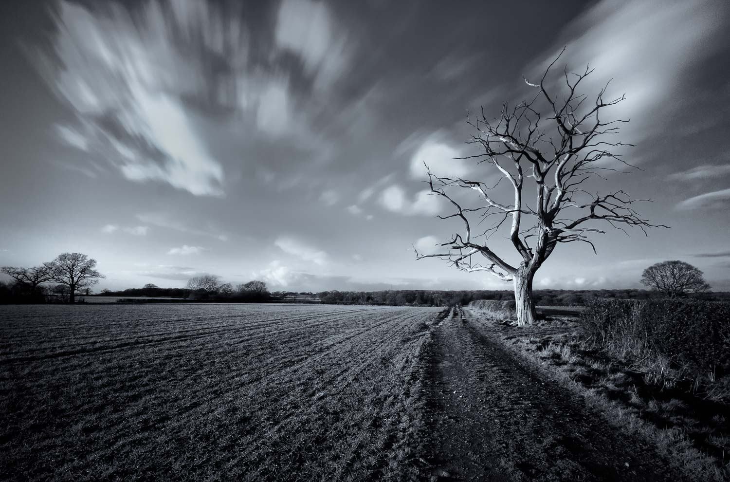 the tree