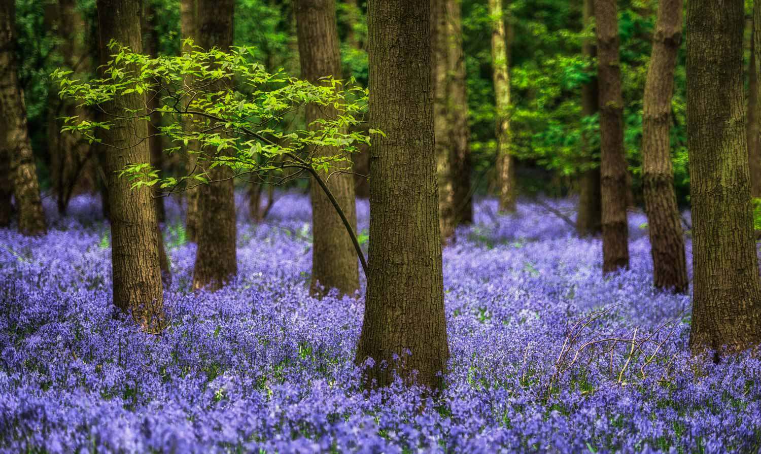 bluebell woodlands