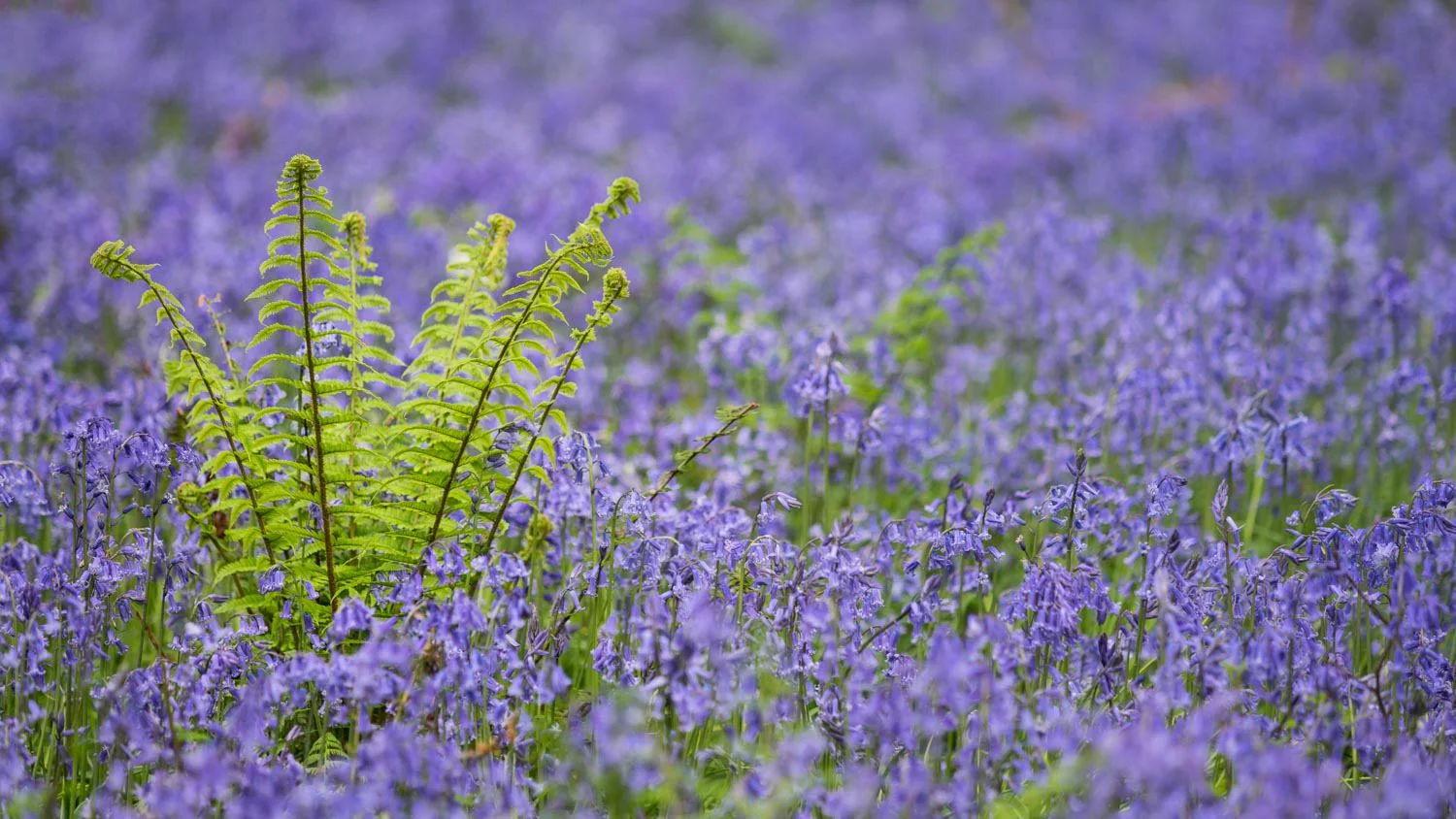 spring growth