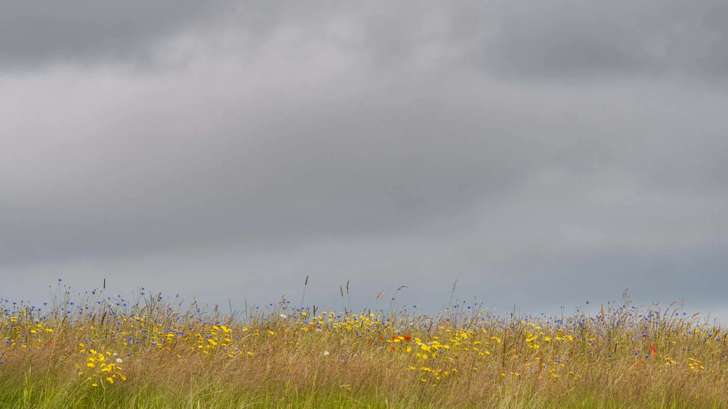 meadow