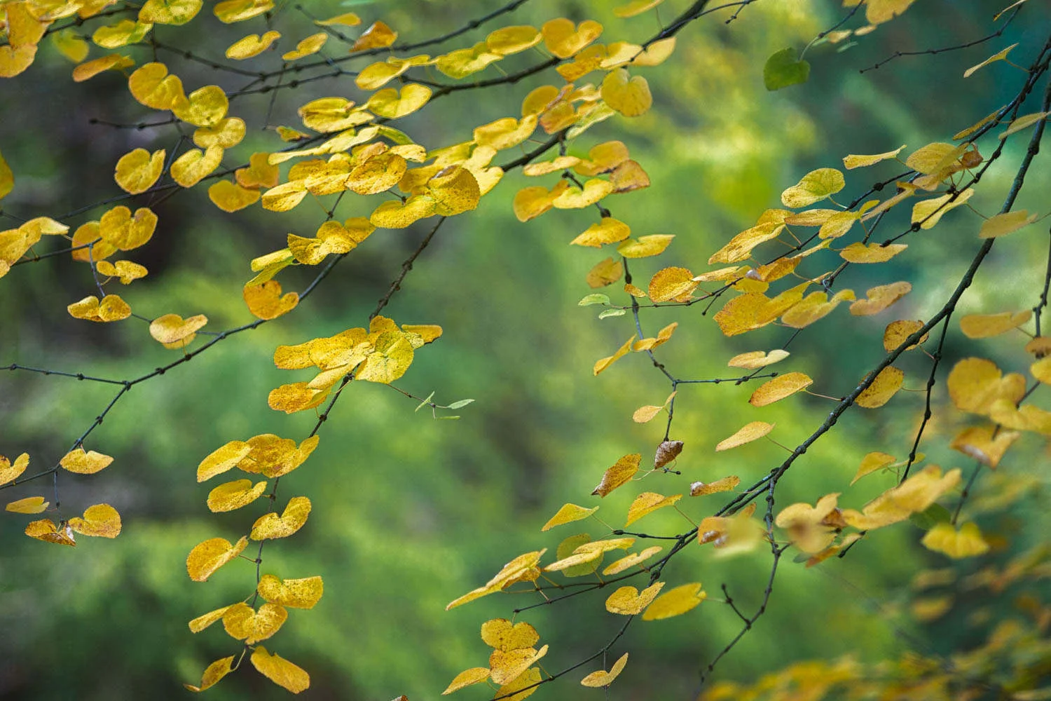 Batsford Autumn 5