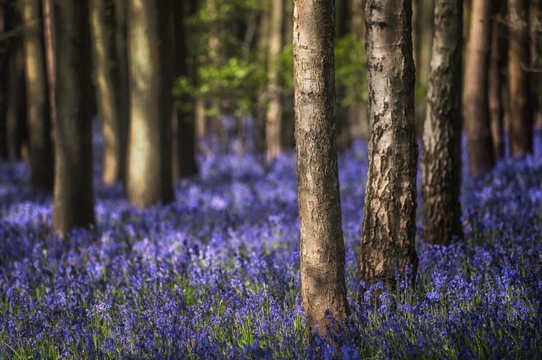 blue season