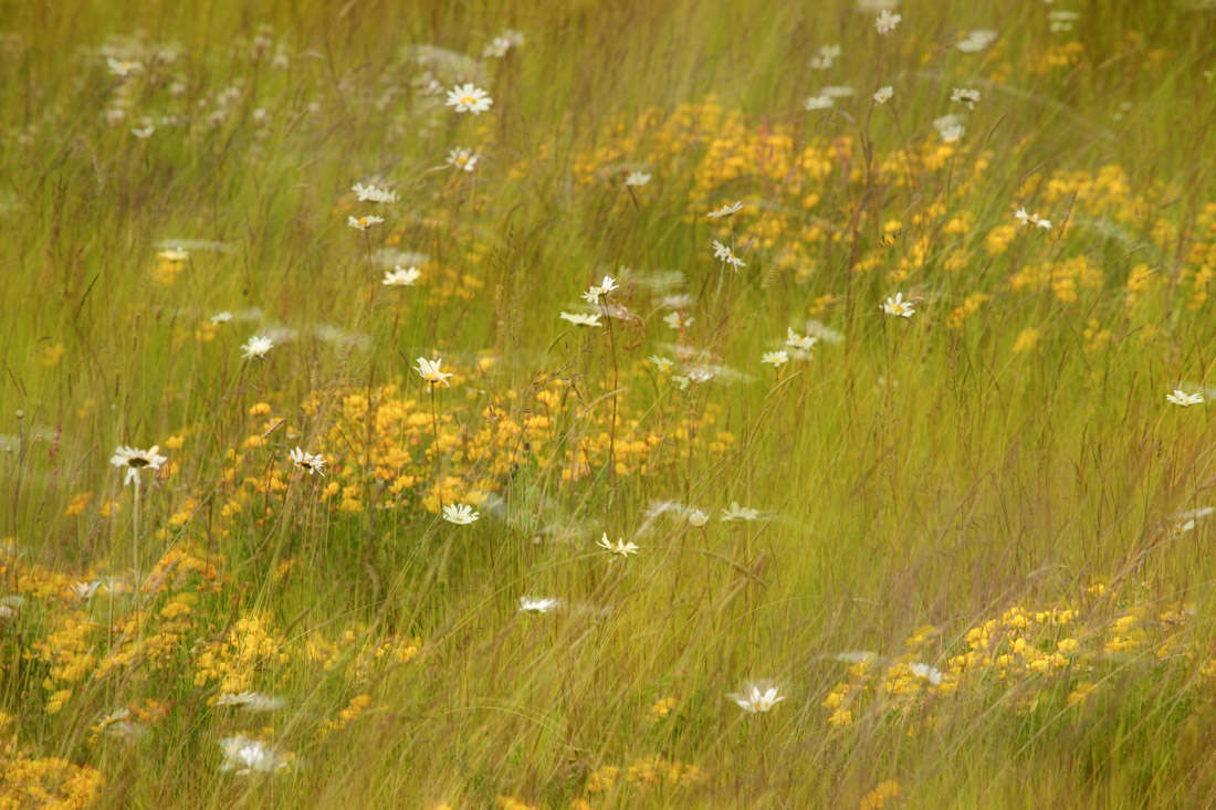 swaying wild flower meadow