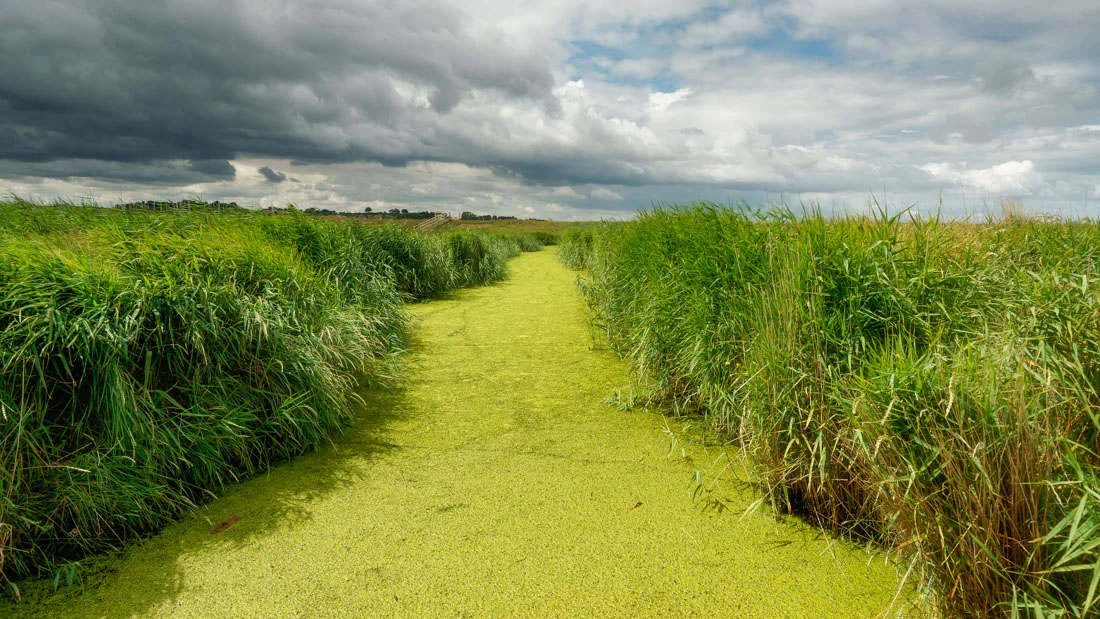 blakeney NR V