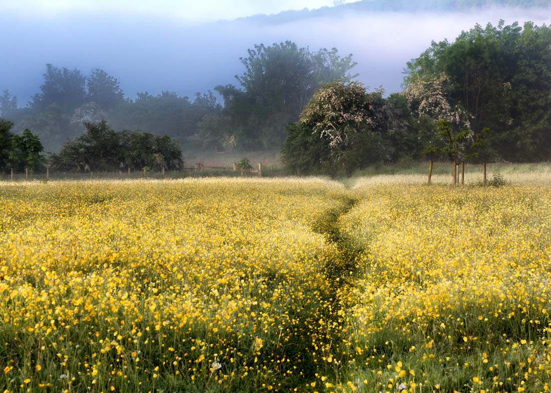 Buttercup Meadow