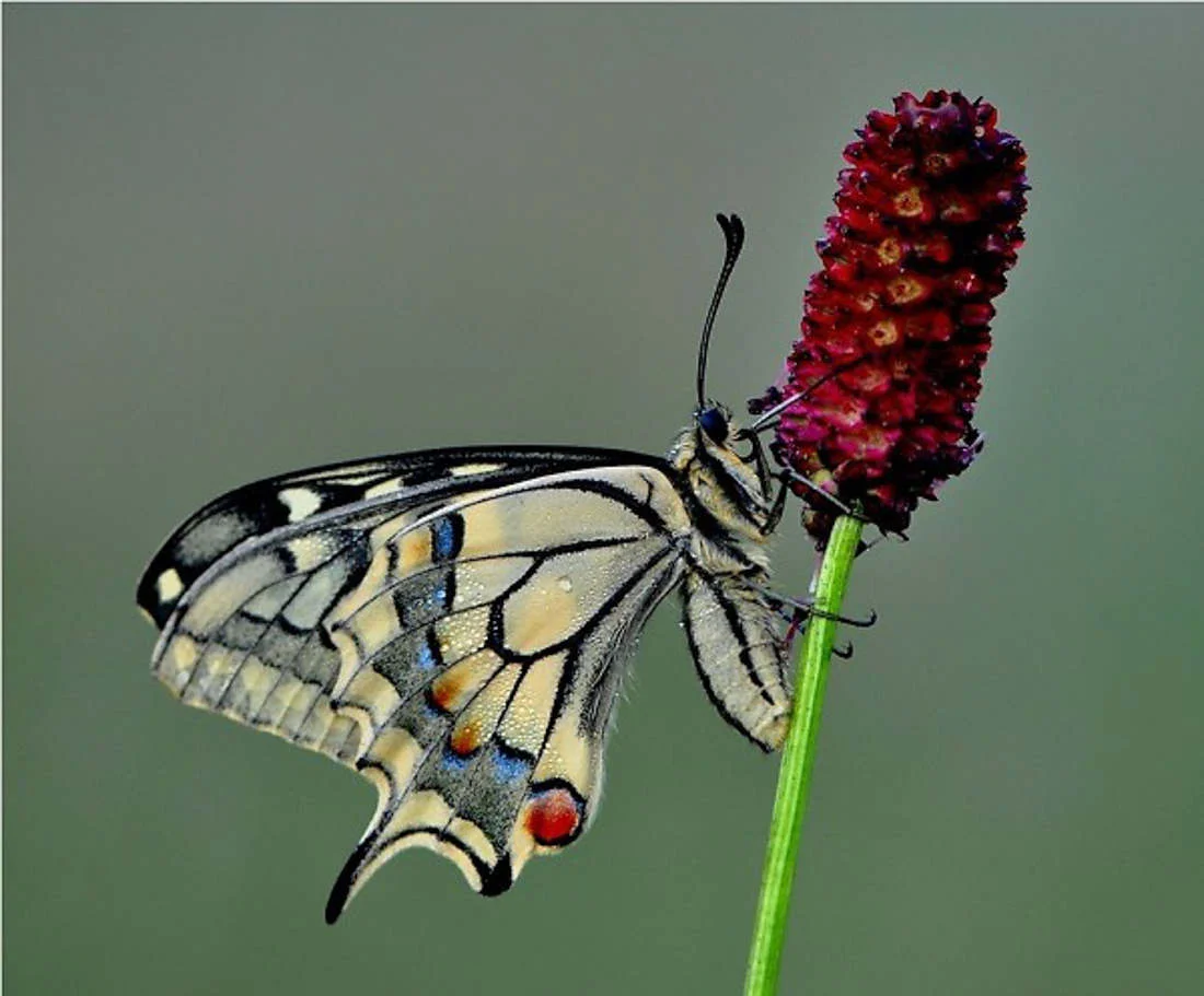 Highly commended - Ruurd Visser - butterfly summer