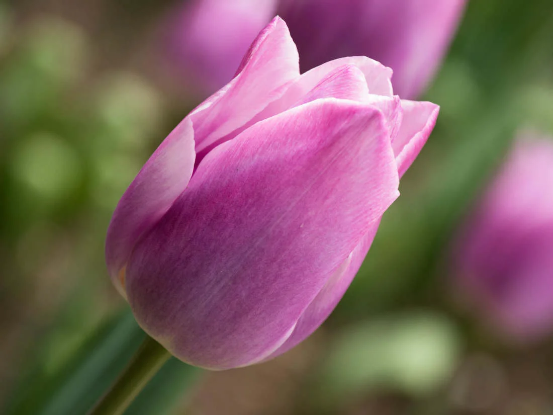 Commended - chris parker - tulip