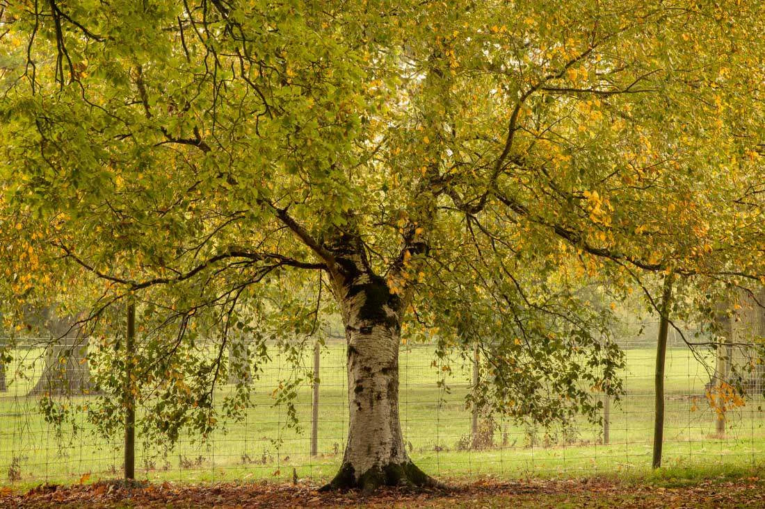 silver birch