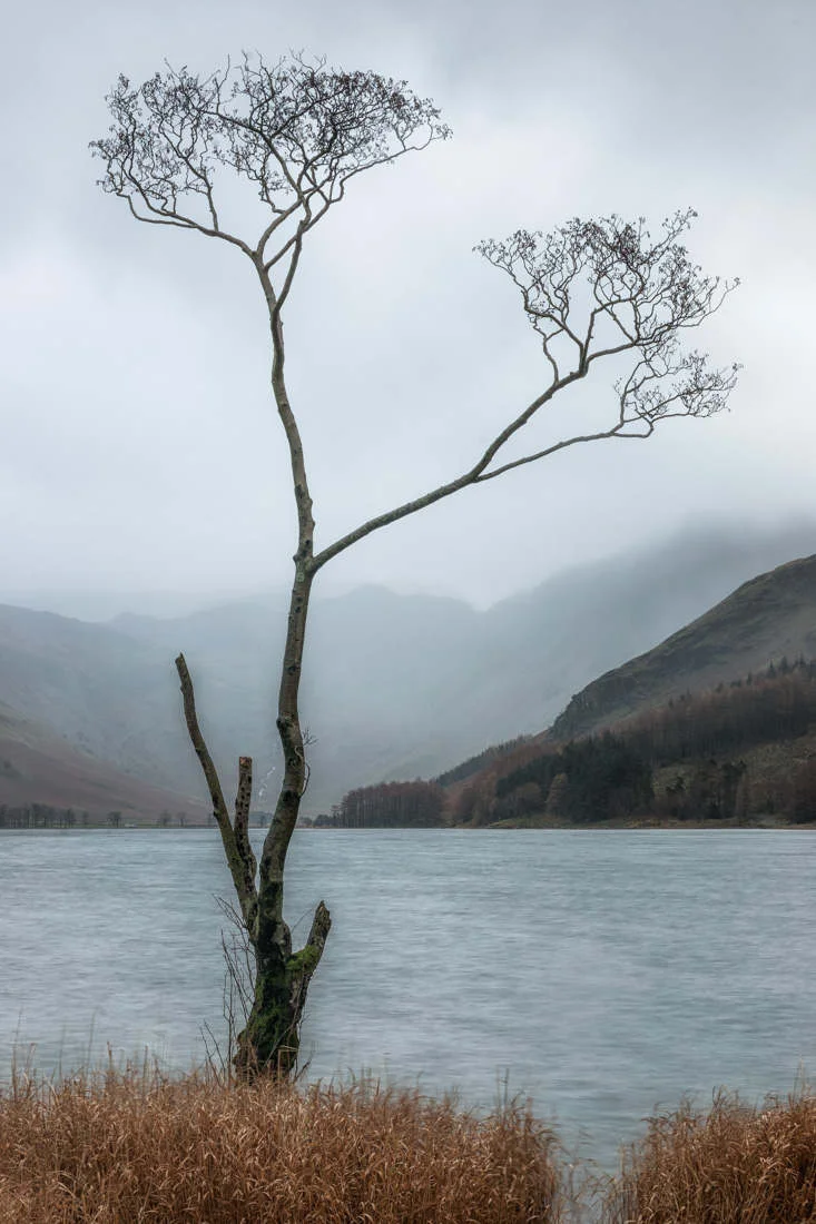 Buttermere Tree