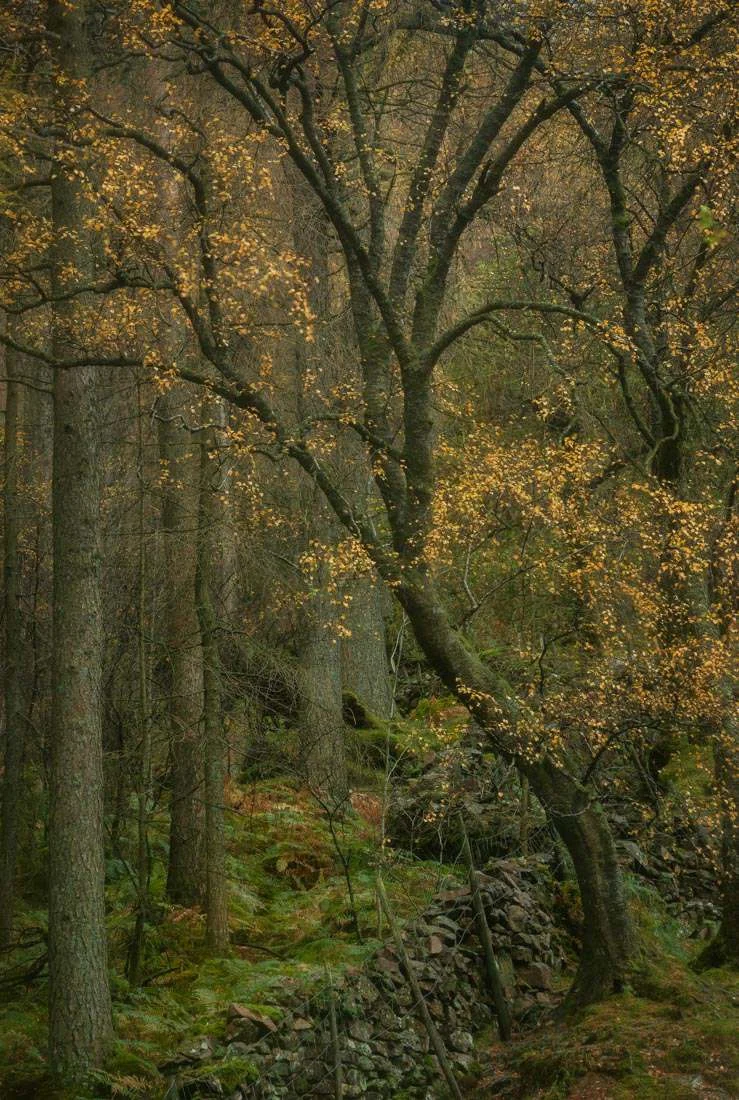Woodland Shimmer