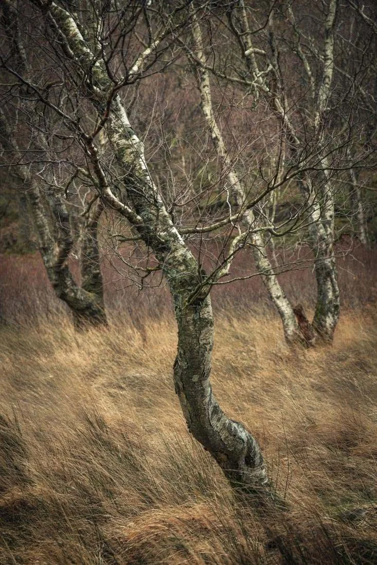 Tree-O