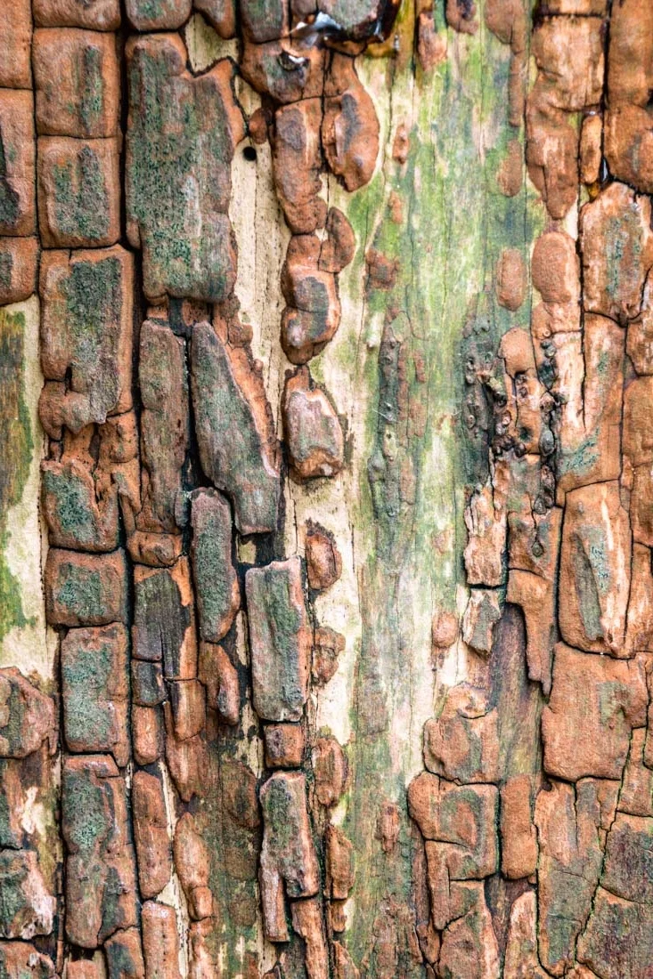 bark wall