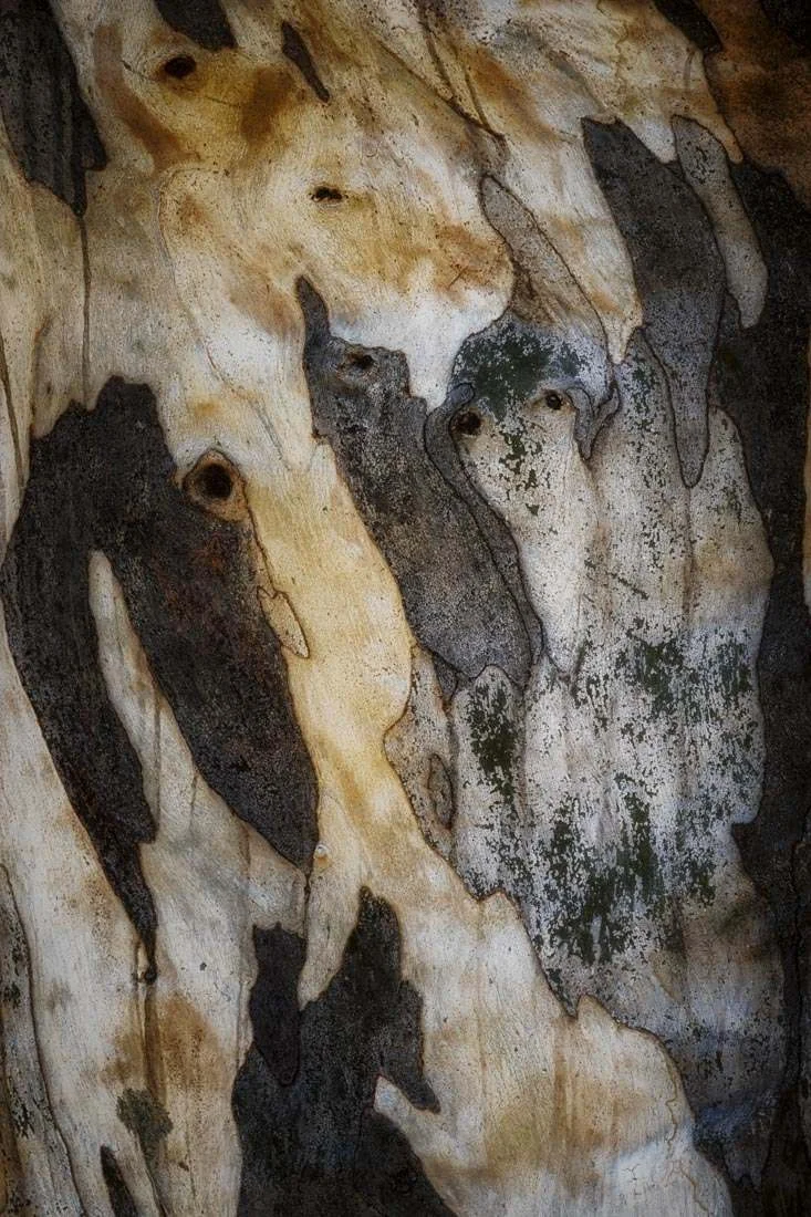 Bark Study 40