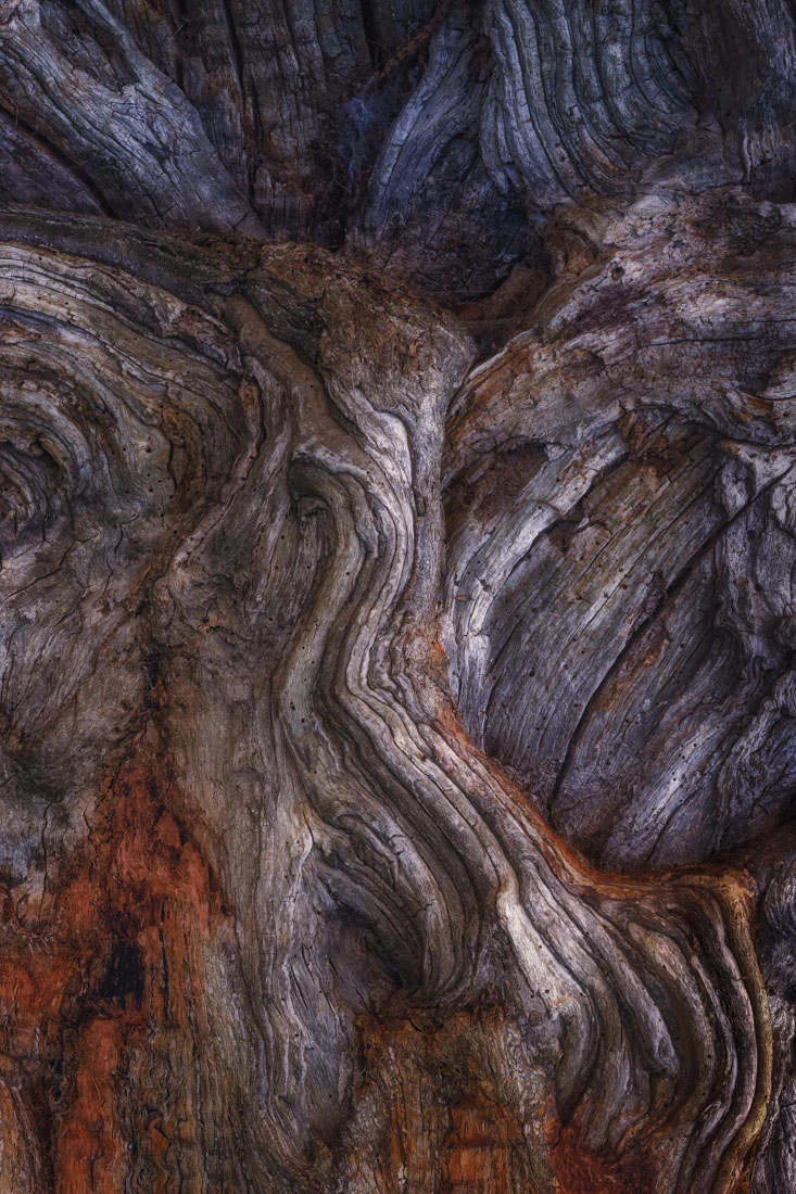 bark study 5