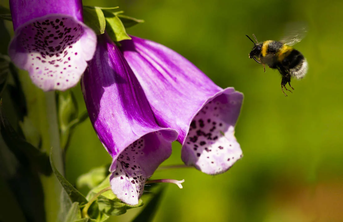Incoming - ISO200 | F4 | 1/1250 | at 100mm