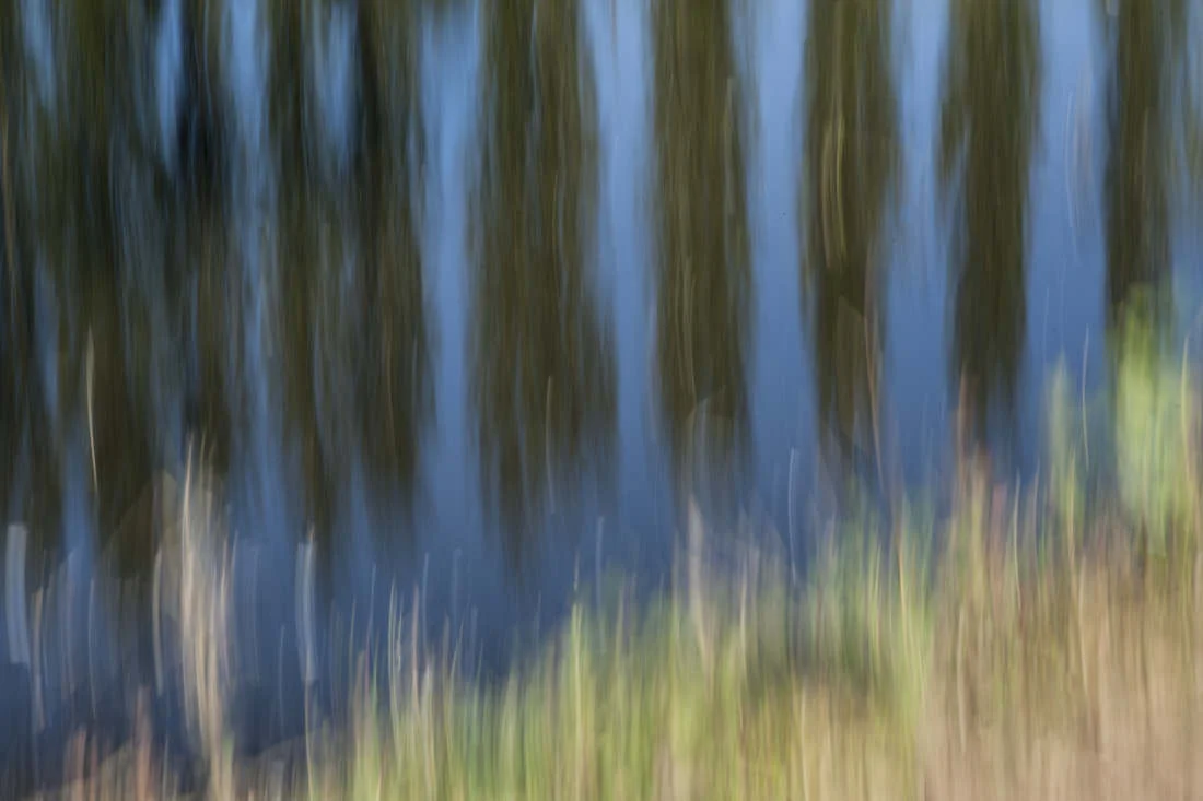 Poplars - ISO100 | F29 | "1 | at 100mm No filters