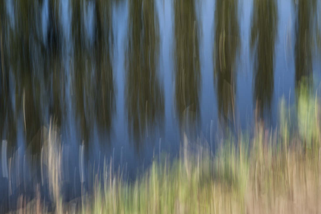 Poplars - ISO100 | F29 | "1 | at 100mm No filters
