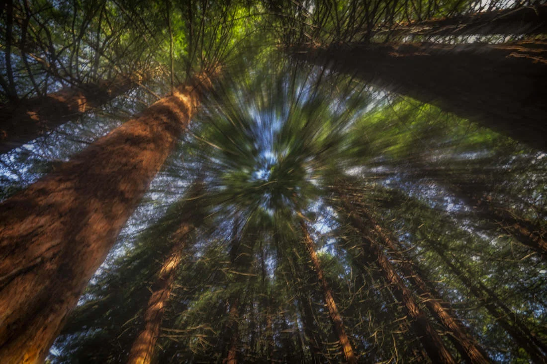 Tree Zoom - ISO100 | F22 | 0.6 | Zoom burst 16 to 35mm