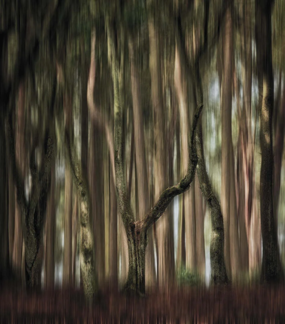 Woodland Arch - ISO200 | F13 | 0.7 | at 70mm &amp; ISO200 | F16 | 1/30 | at 70mm