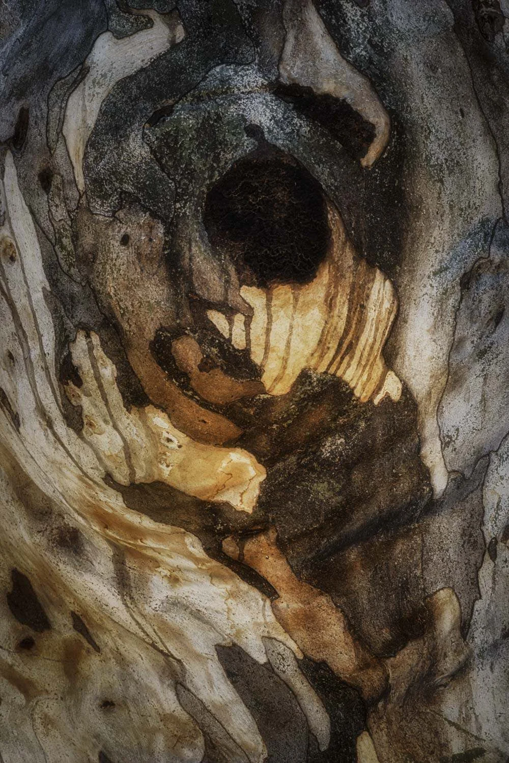 Within audio visual of tree bark and rock formation images
