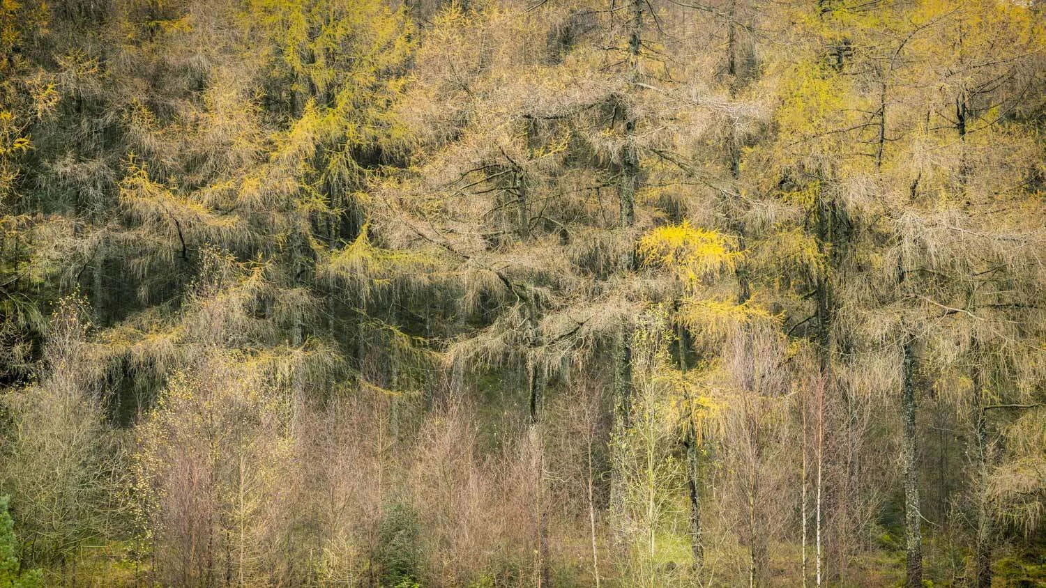 larch