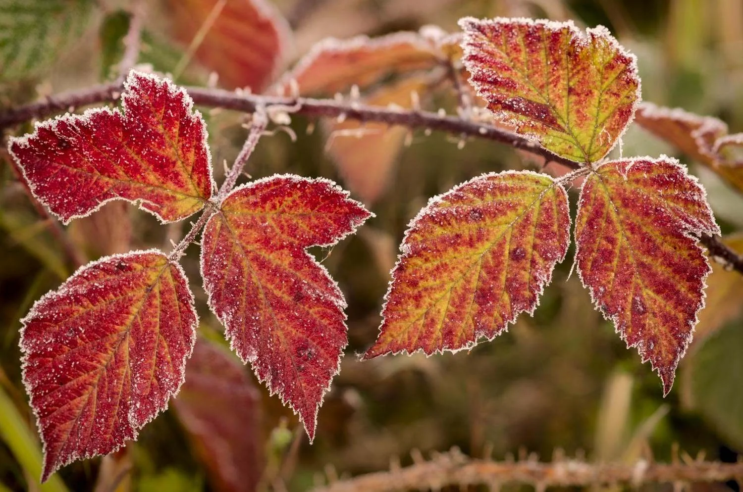 sugar coated leaves