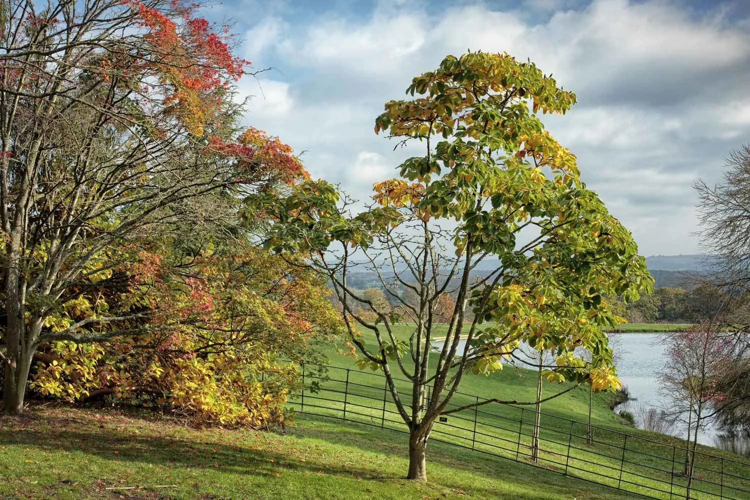 the tree