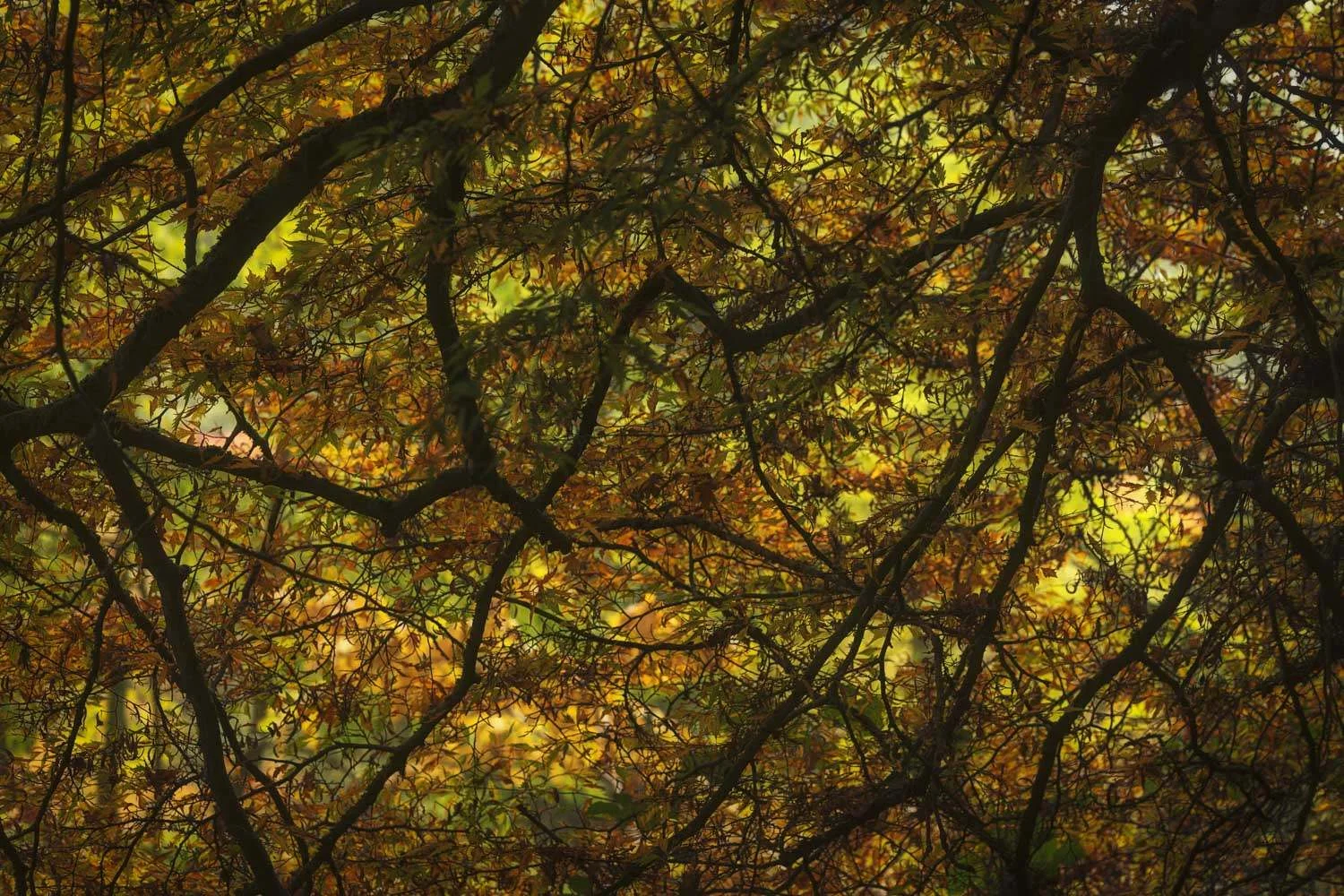 autumn window